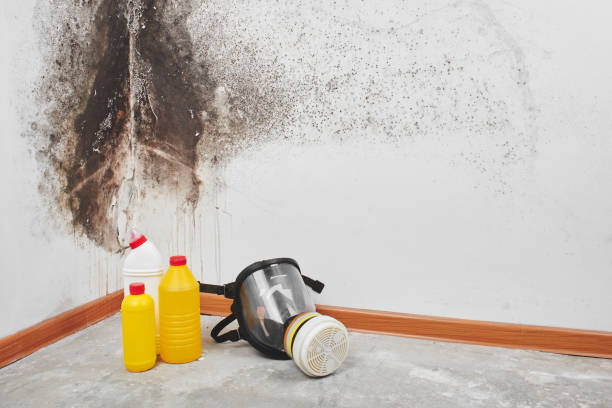 Mold Removal