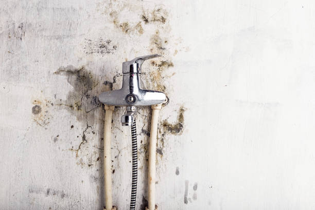Best Black Mold Removal  in Woodstown, NJ