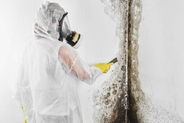 Mold Removal Process in Woodstown, NJ