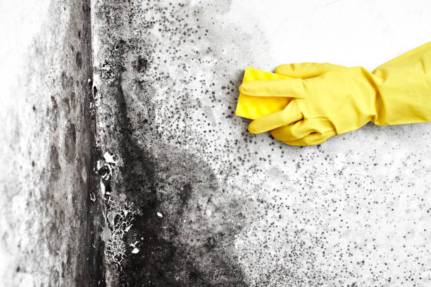 Best Affordable Mold Removal  in Woodstown, NJ