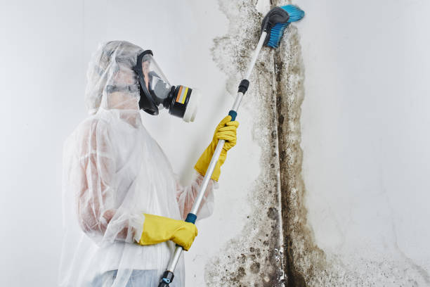 Best Office Mold Removal Services  in Woodstown, NJ