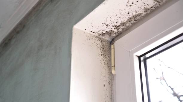 Best Local Mold Removal Service  in Woodstown, NJ