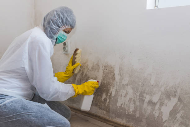 Best Best Mold Removal Companies  in Woodstown, NJ
