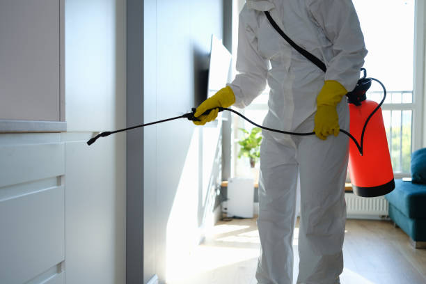 Best Fast Mold Removal  in Woodstown, NJ