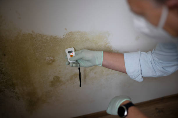 Professional Mold Removal in Woodstown, NJ