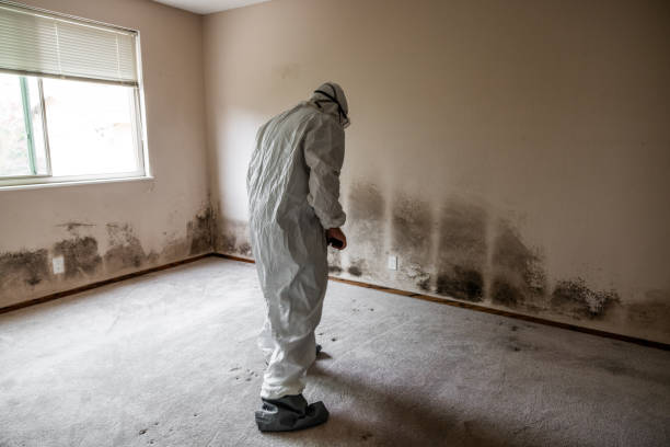 Professional Mold Removal in Woodstown, NJ