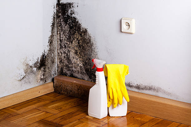 Best Mold Remediation  in Woodstown, NJ