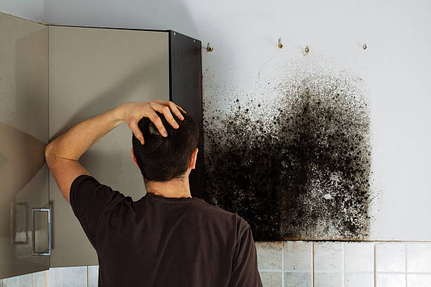 Best Mold Damage Repair  in Woodstown, NJ