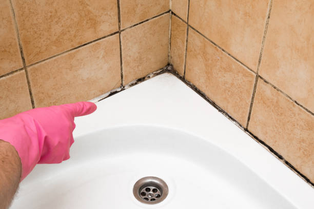 Best Mold Testing and Removal  in Woodstown, NJ